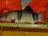 jumbo-loaches