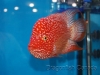 red-texas-and-flower-horn1