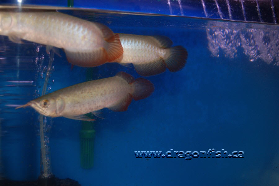 Sept08 687