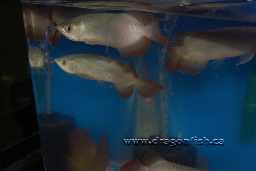 Sept08 696