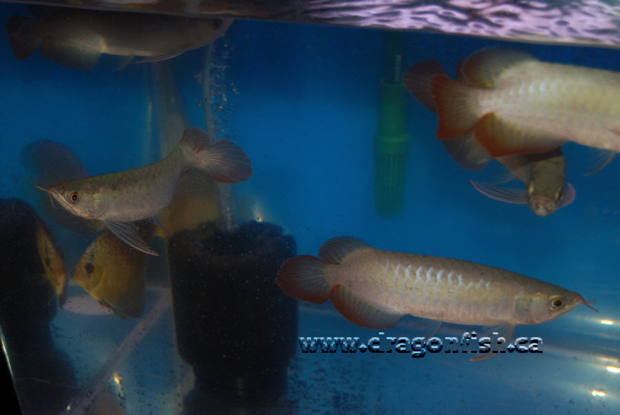 Sept08 705