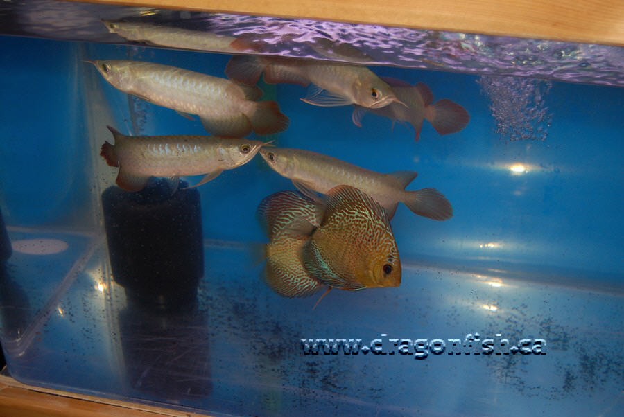 Sept08 707